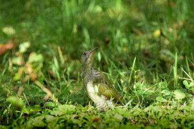 Avrupalı yeşil ağaçkakan, Picus Viridis çimlerin üzerinde yukarı bakıyor, kameraya. Ayrıntılı olarak. Romanya Doğal Yaşam Alanında Yaban Hayatı. 