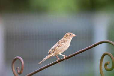 Ev serçesi, kadın, Passer domesticus, kırsal bir bahçede metal bir çite tünemiş. Romanya Doğal Yaşam Alanında Yaban Hayatı