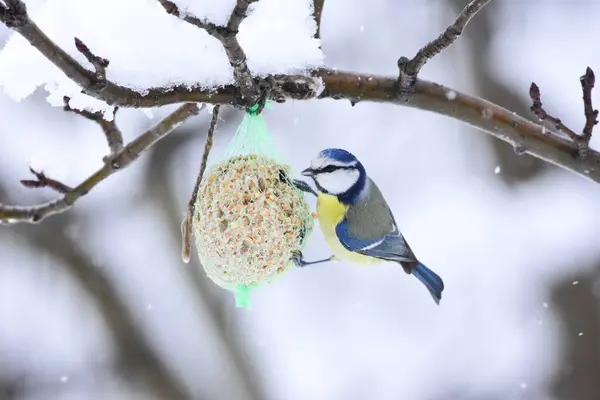 Eurasian Blue Tit, Cyanistes caeruleus, Feeding with Fat Ball. Blue tit hanging from the fat ball net feeder. Blue tit winter feeding. 