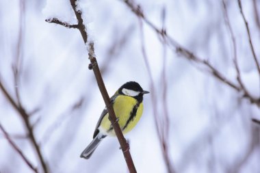 Great Tit, Parus Major Perching on a Tree Branch in Winter Time. Great tit perching on snowy tree branch. 