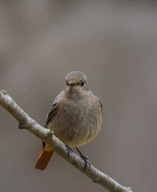 Yaygın kızılağaç, Phoenicurus Phoenicurus, Bahar mevsiminin başlarında Ağaç Dalına Tüneyen Kadın. Romanya Doğal Yaşam Alanında Yaban Hayatı