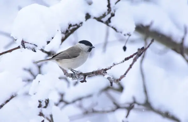 Willow Tit Perched on a Snow Covered Tree Branch. Poecile montanus, Winter Time Landscape. Romania Wildlife in Natural Habitat. 