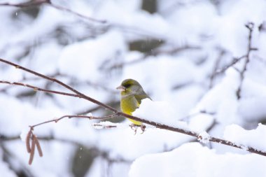 Avrupa ispinozu, Karla kaplı bir ağaç dalına tünemiş bir erkek. Carduelis Chloris, Kış Zamanı. Romanya Doğal Yaşam Alanında Yaban Hayatı. 