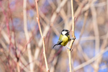 Great Tit, Parus Major Perched on a Apple Tree Branch, in Spring, Warm Blurred Background. Romania Wildlife in Natural Habitat