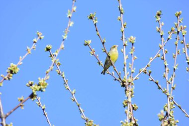 Avrupa yeşil ispinozu yaprakları olmayan bir ağaca tünemiş. Bahar mevsiminde Carduelis klorisi bir dalda oturuyor..