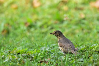 Bahçedeki yeşil çayır Song Trush, Turdus Philomelos. Romanya Doğal Yaşam Alanında Yaban Hayatı. 