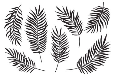 Beyaz arka planda izole edilmiş palmiye yaprağı siluetleri. Yaz palmiyesi yaprakları siluetleri