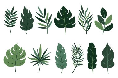 Afiş, baskı, davetiye ve kapak tasarımı için beyaz arka planda izole edilmiş tropik yeşil yapraklar. Süslü egzotik yeşil yapraklar. Avuç içi, muz, canavar, hindistan cevizi yaprakları. Vektör illüstrasyonu