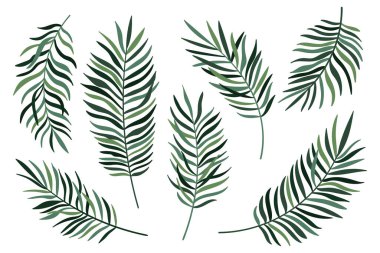 Beyaz arkaplanda yeşil palmiye yaprağı var. Avuç içi veya hindistan cevizi tropik yapraklar koleksiyonu. Vektör illüstrasyonu