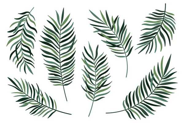 Beyaz arkaplanda yeşil palmiye yaprağı var. Avuç içi veya hindistan cevizi tropik yapraklar koleksiyonu. Vektör illüstrasyonu
