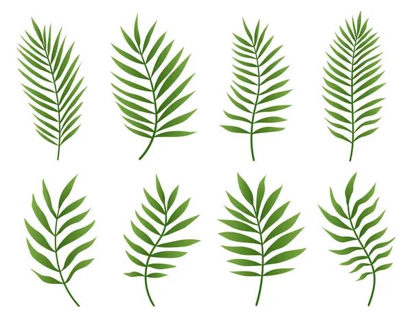 Beyaz arkaplanda yeşil palmiye yaprağı var. Avuç içi veya hindistan cevizi tropik yapraklar koleksiyonu. Vektör illüstrasyonu