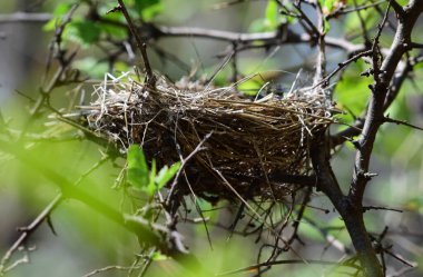 Ağaç Dallarındaki Kuş Yuvası, Doğal Vahşi Yaşam Ortamı. Bahar Yuvası sezonu. Bush 'ta Boş Kuş Yuvası, Doğa Kapanışı
