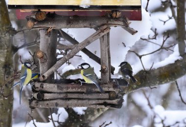Many Great Tits Birds Feeding at a Birdhouse Feeder in Winter Season, Surrounded by Snow and Tree Branches. Parus major, small passerine bird. Song bird winter feeding. 