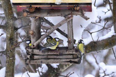 Many Great Tits Birds Feeding at a Birdhouse Feeder in Winter Season, Surrounded by Snow and Tree Branches. Parus major, small passerine bird. Song bird winter feeding. 