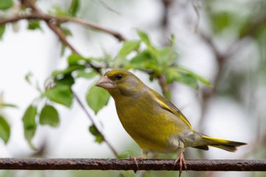 Avrupa yeşil ispinozu, kloris klorisi, Bahar mevsiminde tel üzerine tünemiş. Romanya Doğal Yaşam Alanında Vahşi Yaşam. Yüksek kalite fotoğraf