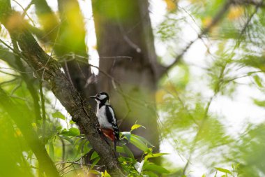 Büyük Benekli Ağaçkakan, Dendrocopos Major, Ağaç Dalına tünemiş. Yaz Ormanı 'nda yiyecek arayan ağaçkakan. Romanya Doğal Yaşam Alanında Vahşi Yaşam. Yüksek kalite fotoğraf