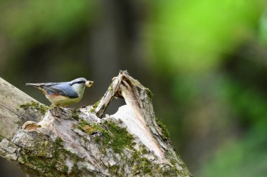 Avrasya Tımarhanesi, Sitta Avrupai, gagasında böcek larvası olan bir ağaç gövdesi üzerinde. Genç İçin Böcek Taşıyan Çatlak, Bahar Besleme, Romanya Doğal Yaşam Alanında Vahşi Yaşam. Bulanık Arkaplan