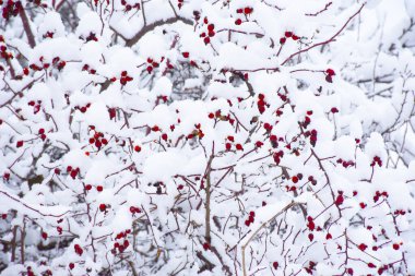 Karla kaplı kırmızı gül kalçası meyveleri. Kış Doğası Arkaplanı. Yüksek kalite fotoğraf