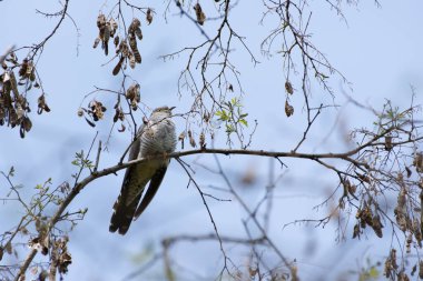Yaygın guguk kuşu, Cuculus canorus, baharda bir akasya ağacının dalına tünemiş, aşağıdan çekilmiş. Romanya 'daki vahşi kuş doğal orman yaşam alanı arka planı. Yüksek kalite fotoğraf
