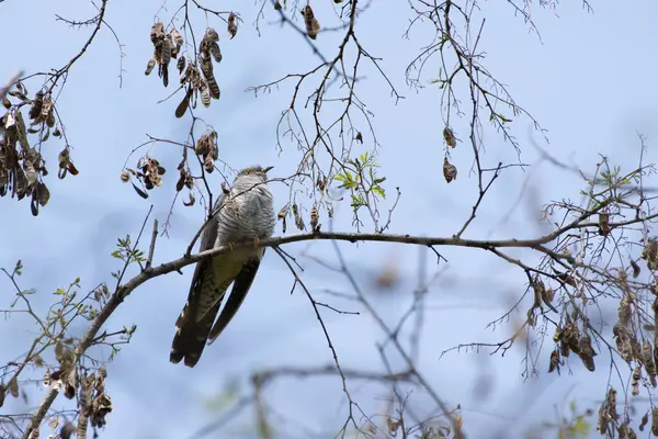 Yaygın guguk kuşu, Cuculus canorus, baharda bir akasya ağacının dalına tünemiş, aşağıdan çekilmiş. Romanya 'daki vahşi kuş doğal orman yaşam alanı arka planı. Yüksek kalite fotoğraf