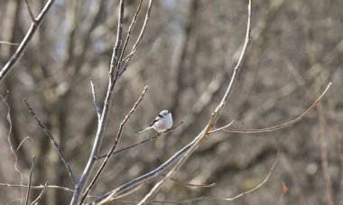 Long tailed Tit, Aegithalos caudatus, perched at distance on a tree branch. Small wild bird with long tail in natural outdoor woodland habitat. Romania Wildlife in Natural Habitat
