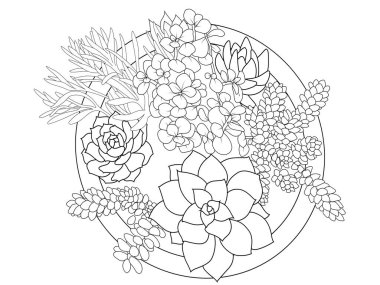 Composition of succulents flowers, hibiscus tea. doodle flower coloring book or page vector