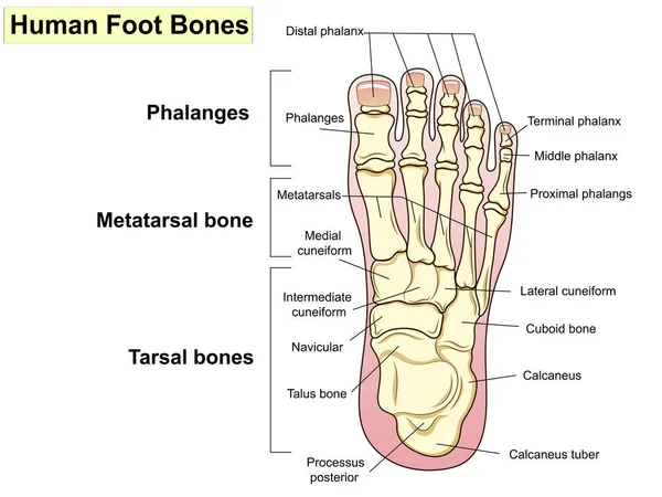 解剖学 人間の足の骨構造 人間の足の骨 足を構成する主要部分が表示されます 基礎医学教育のため 署名とテキスト 診療所のテキストを設定します — ストック写真