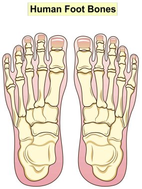 Anatomi. İnsan ayağı bon anatomisi. İnsan ayak kemikleri. Ayağı oluşturan ana kısımlar gösteriliyor. Temel tıp eğitimi için. İmza ve metin. Klinik setleri için de