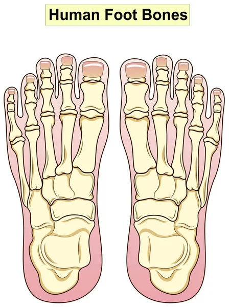 Anatomy. Human foot bon Anatomy. Human foot bones. The main parts that make up the foot are shown. For basic medical education. Signatures and text. Also for clinics set