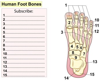 Anatomi. İnsan ayağı bon anatomisi. İnsan ayak kemikleri. Ayağı oluşturan ana kısımlar gösteriliyor. Temel tıp eğitimi için. İmza ve metin. Deneme, boşlukları doldur.