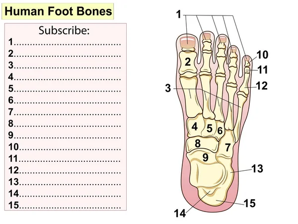 解剖学 人間の足の骨構造 人間の足の骨 足を構成する主要部分が表示されます 基礎医学教育のため 署名とテキスト テスト 空白行を入力します — ストック写真