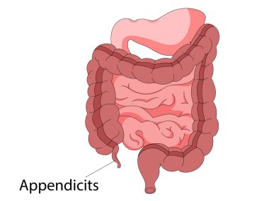 İnsan bağırsakları anatomisi. Karın boşluğu sindirim ve dışkı iç organı. Onikiparmak bağırsağı rektumu ve apandis vektör sindirim illüstrasyonu olan ince ve kalın bağırsak.