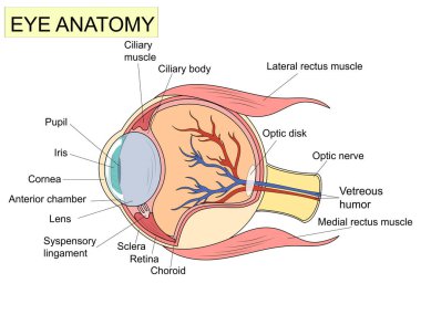 İnsan optik şeması için etiketli yapı şeması olan göz anatomisi. Eğitimsel fizyolojik ve tıbbi görüş bilgileri retina lens çalışması için yan ve ön görünüm raster illüstrasyonu.