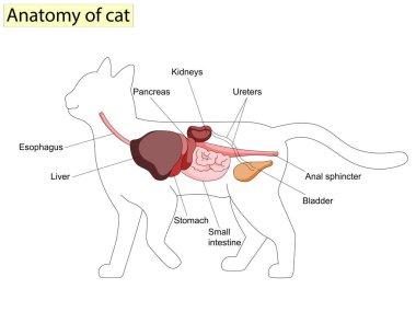 İç yapısı ve organları olan kedi anatomisi vektör çizimi. İç sistem unvanları ve konumu ile eğitim veterinerliği ve zooloji çalışmaları. Kedi bağırsağı, mide, karaciğer ve dalak..