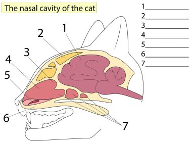 Kedi kafasının yay kısmı. Kedi anatomisi. Temel Tıp Eğitimi İçin Klinikler ve veterinerlik için de.