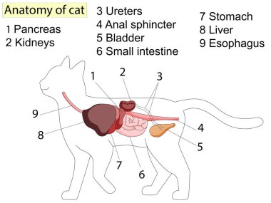 İç yapısı ve organları olan kedi anatomisi vektör çizimi. İç sistem unvanları ve konumu ile eğitim veterinerliği ve zooloji çalışmaları. Kedi bağırsağı, mide, karaciğer ve dalak..