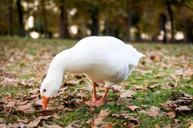 Mascot Of The Ancient Park in Pieria. High quality photo