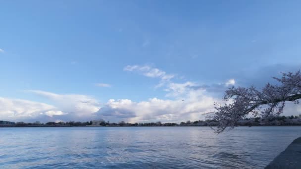 Приливной Бассейн Вашингтоне Округ Колумбия Время Национального Фестиваля Цветения Вишни — стоковое видео