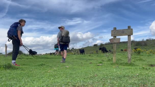 Sendero Los Apalaches Tres Excursionistas Pasan Por Una Manada Ganado — Vídeo de stock