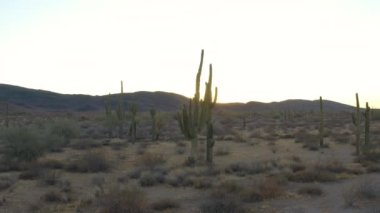 Arizona 'daki Sonoran Çölü' nde Sunset 'te bir saguaro kaktüsünün hava görüntüsü. Güneşin son ışınları uzaktaki bir dağın arkasında parlıyor. Çalılıklar ve ilave kaktüsler görüldü.