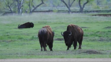 Güney Dakota 'daki Badlands Ulusal Parkı' ndaki Sage Creek Kampı 'nda bir bahar günü iki Amerikalı bizon etkileşime girer. Uzakta başka bizonlar da görülüyor. Parazit düşük ihtimal. 