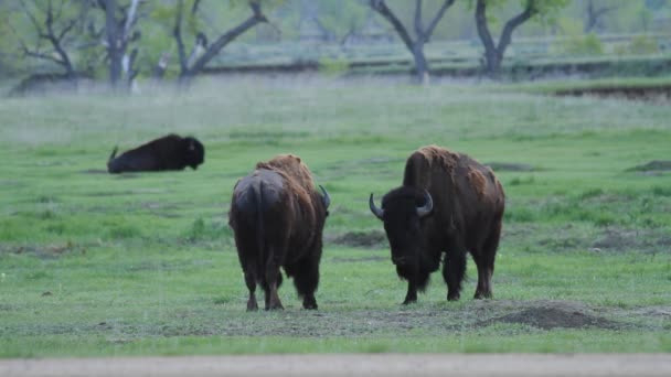 Dos Bisontes Americanos Interactúan Campamento Sage Creek Dentro Del Parque — Vídeo de stock