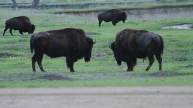 Sabah dört Amerikan Bizonu Güney Dakota 'daki Badlands Ulusal Parkı' ndaki Sage Creek Kampı 'nda..