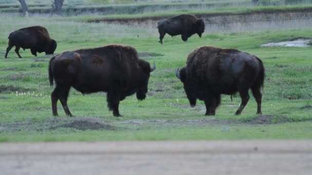 Four American Bison Morning Sage Creek Campground Badlands National Park — Stock Video