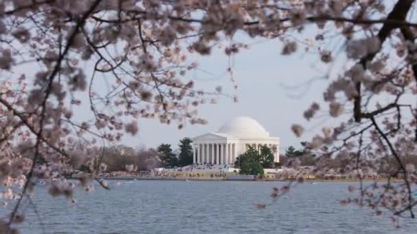 在华盛顿的樱花盛开的春天 游客们乘坐小船参观杰斐逊纪念馆 游览潮汐盆地 人们在前景中看到了花朵 — 图库视频影像
