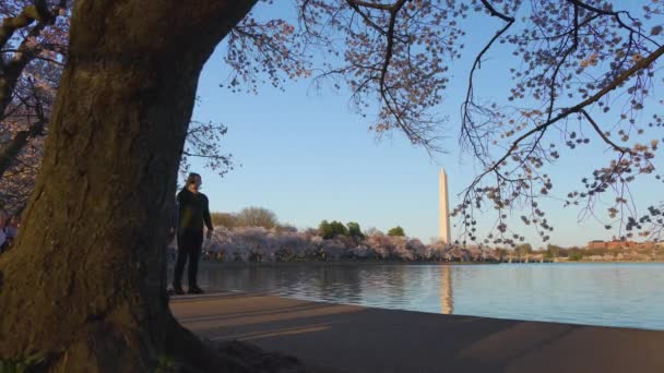 2022年の国家桜祭りの期間中 人々は干潟の隣を歩く ワシントン記念碑は遠くに見える カメラの人形が — ストック動画