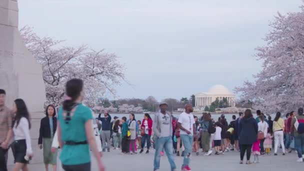 Washington Düzenlenen Her Yıl Düzenlenen Ulusal Kiraz Çiçeği Festivali Nde — Stok video