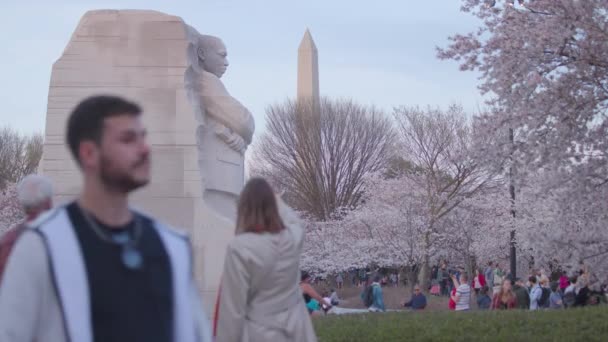毎年恒例のピーク桜の開花中にマーティン ルーサー キング ジュニア記念碑に観光客の群衆が集まります ワシントン記念碑は遠くに見える — ストック動画
