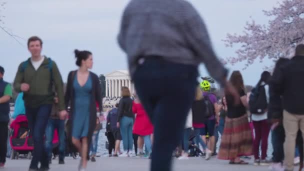 Crowds Out Focus People Gather Tidal Basin Annual National Cherry — Stock Video