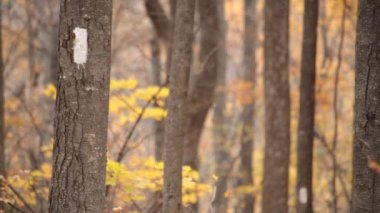 A close-up shot of white blazes on the Appalachian Trail in the Three Ridges Wilderness of the George Washington National Forest, Virginia